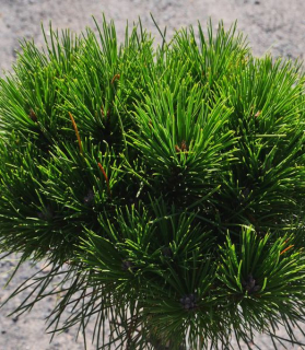 Pinus mugo 'Bambino'